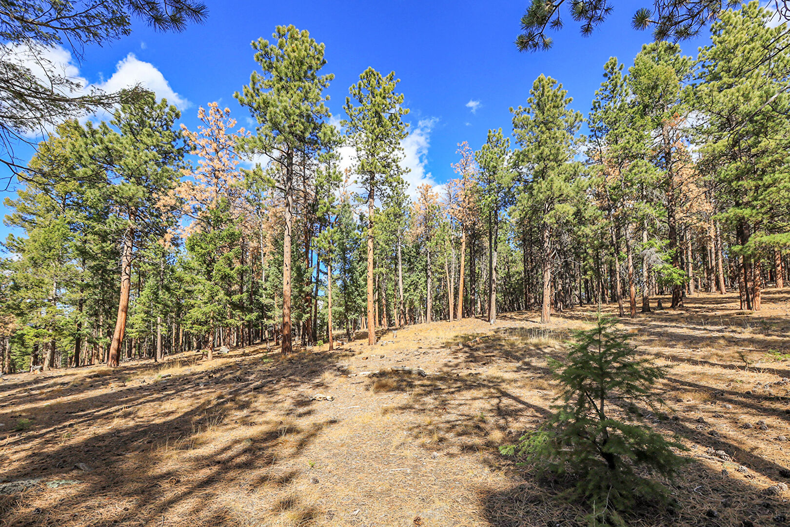 Nature View at 27551 Molly Drive, Conifer, CO 80433, listed by K.C. Golfinopoulos