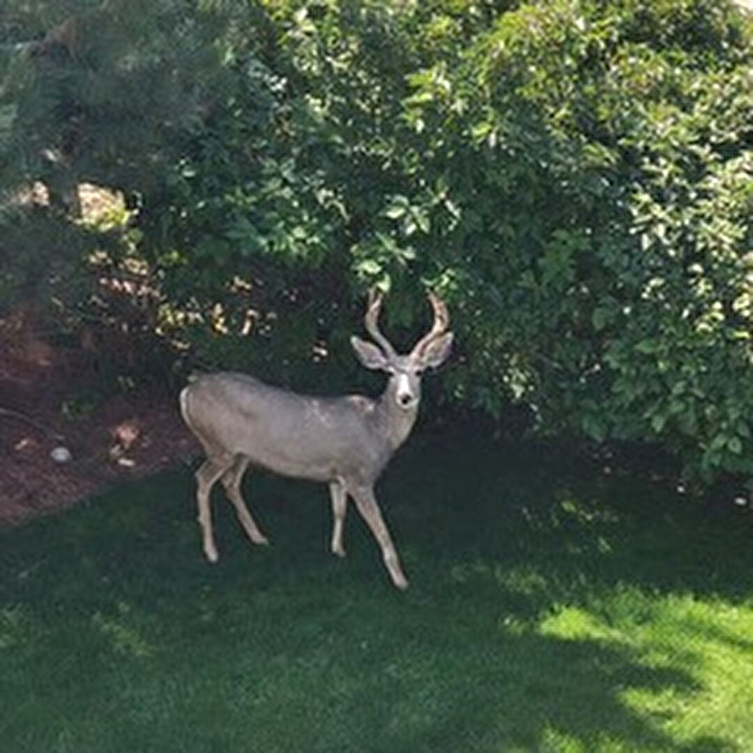 6875 South Buchanan Court, Aurora, CO 80016, listed by Patrick Morgan, MLS ID: 1849553